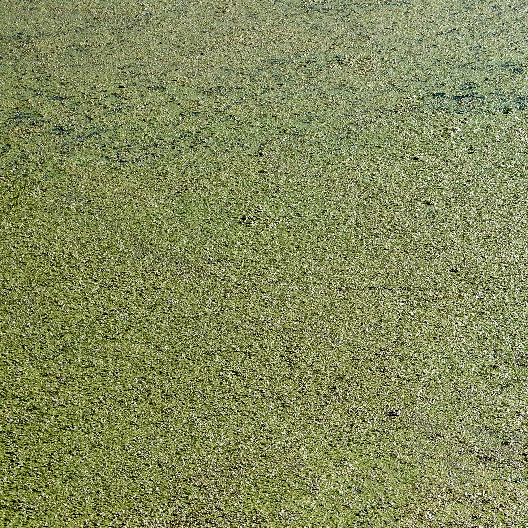 Sazlıdere stagnant river walk: algae