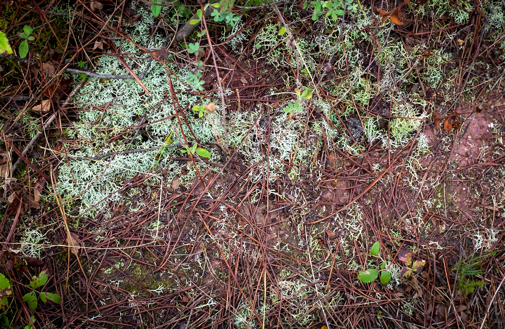 between Göçbeyli and Ballıca: lichen