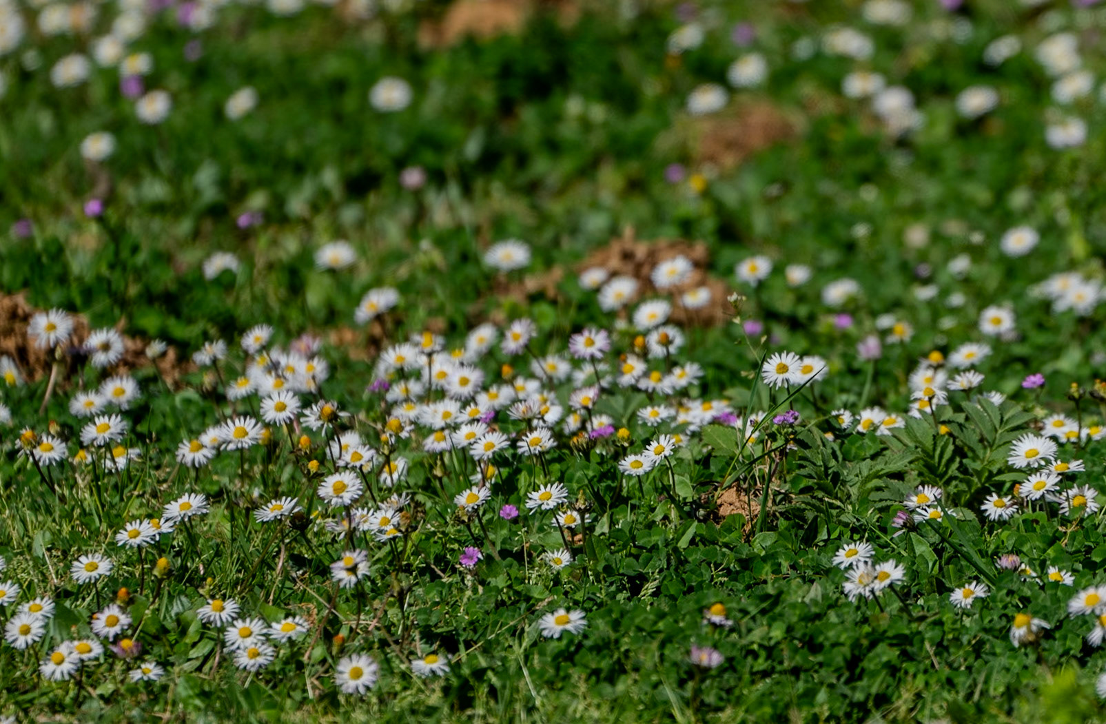 Tokatköy north-eastern forest: daisies