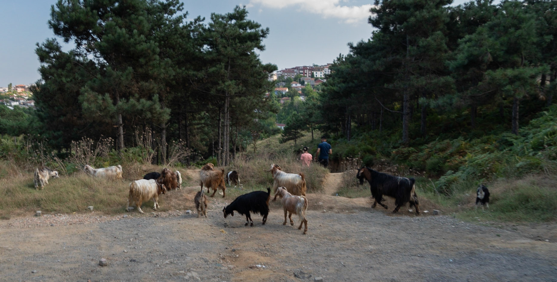 between Güzelce aqueduct &amp; Alibey dam: herd of goats