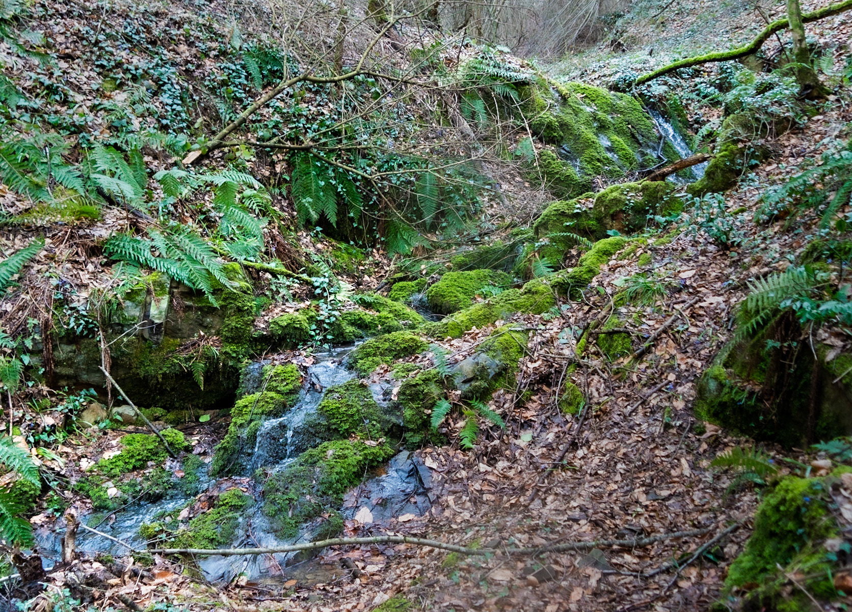 Kozu Deresi valleys: mossy stream