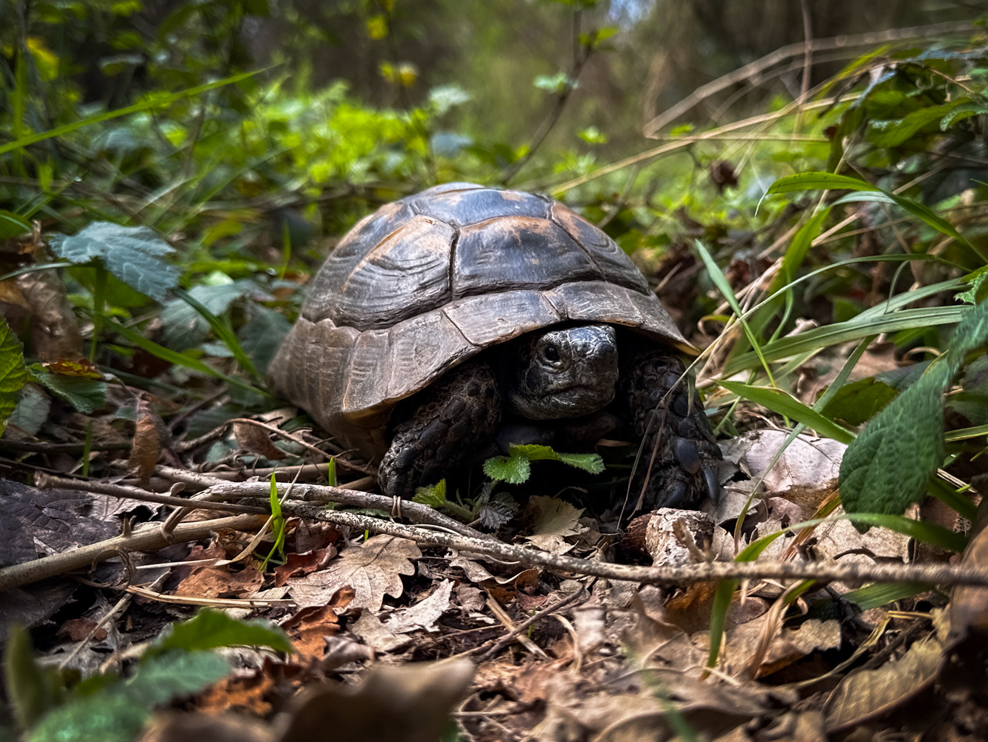 Kaynarca southern forest: a tortoise