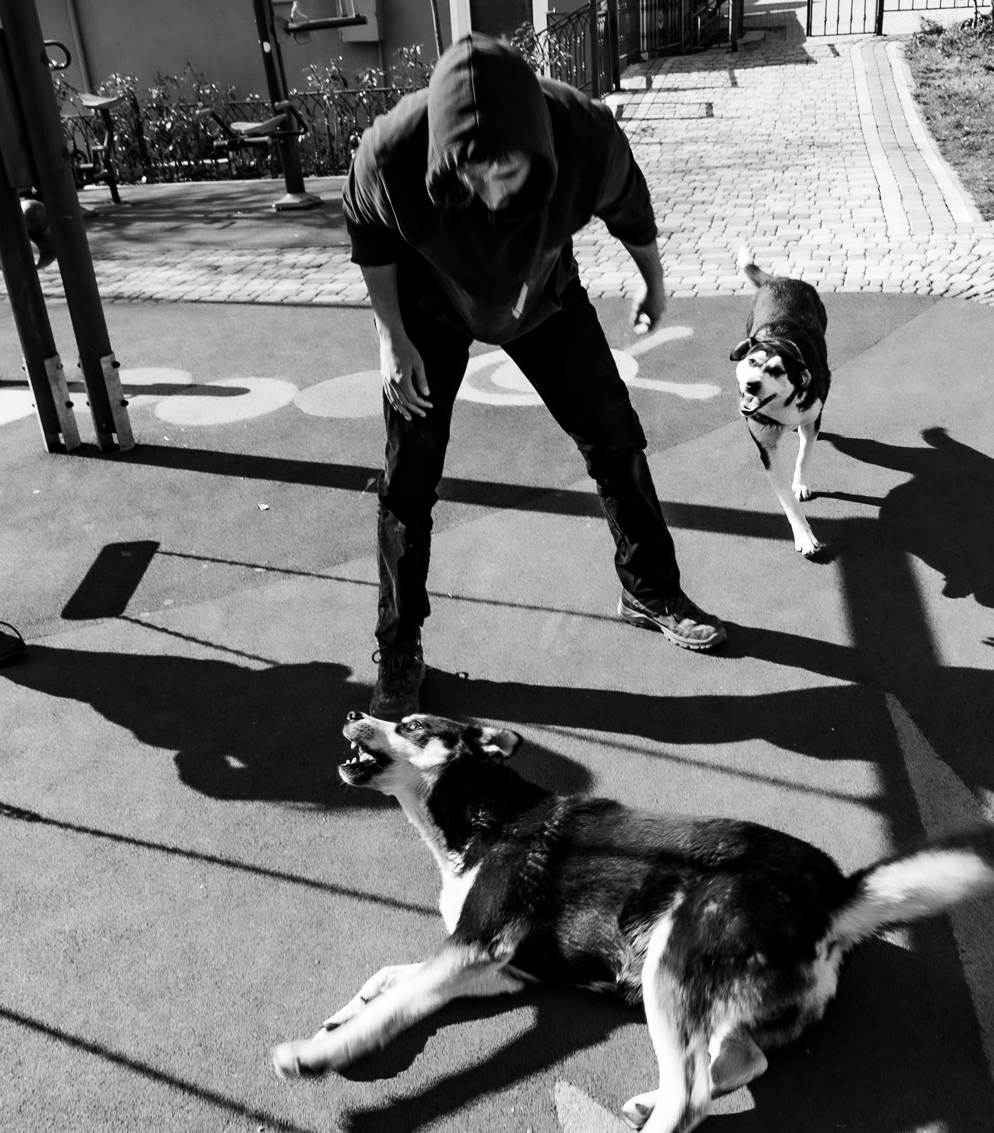 Zerzevatçı: playing with excited village dogs