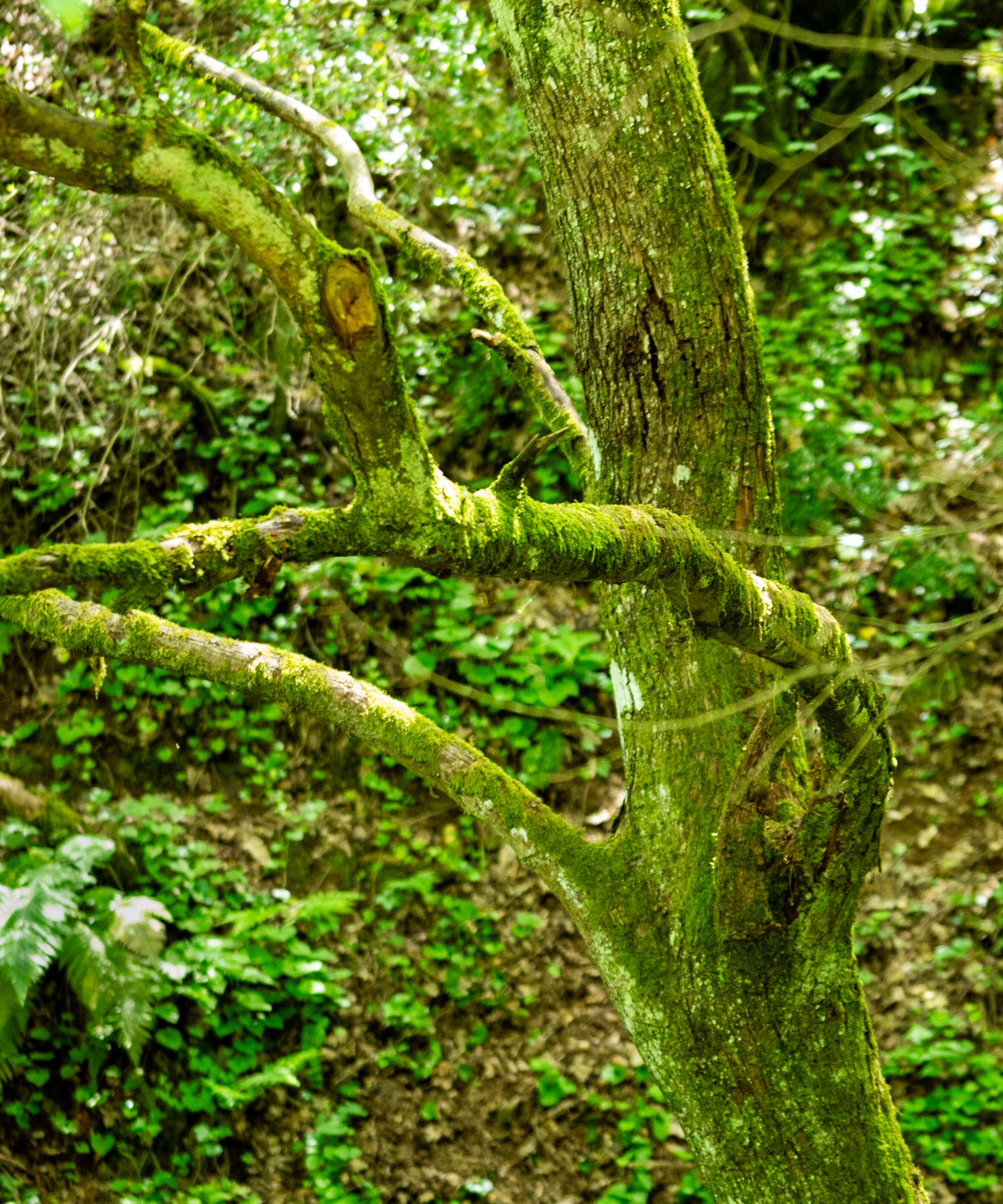 Haçımaşlı woodland descent: reaching tree