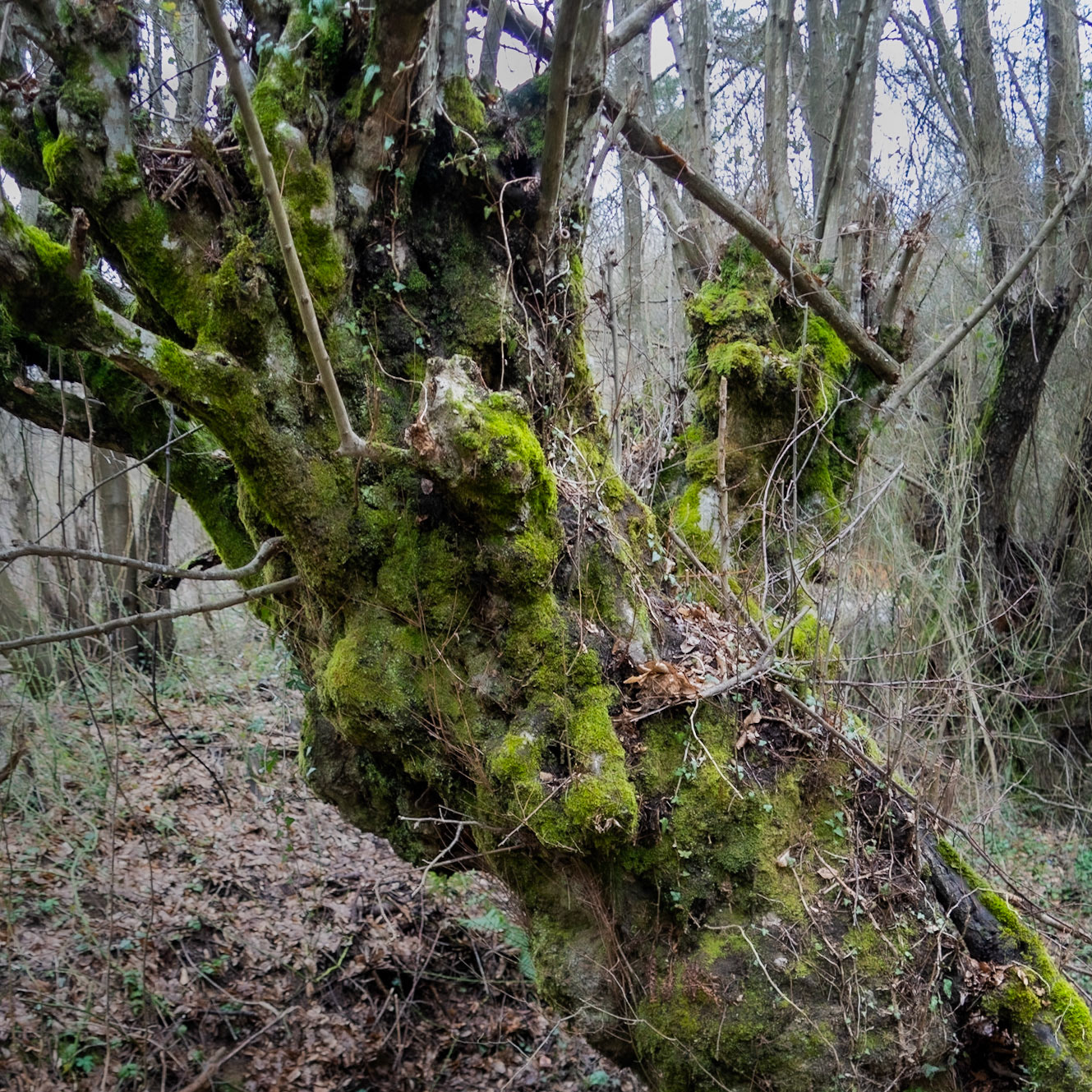 Kozu Deresi valleys: old trees