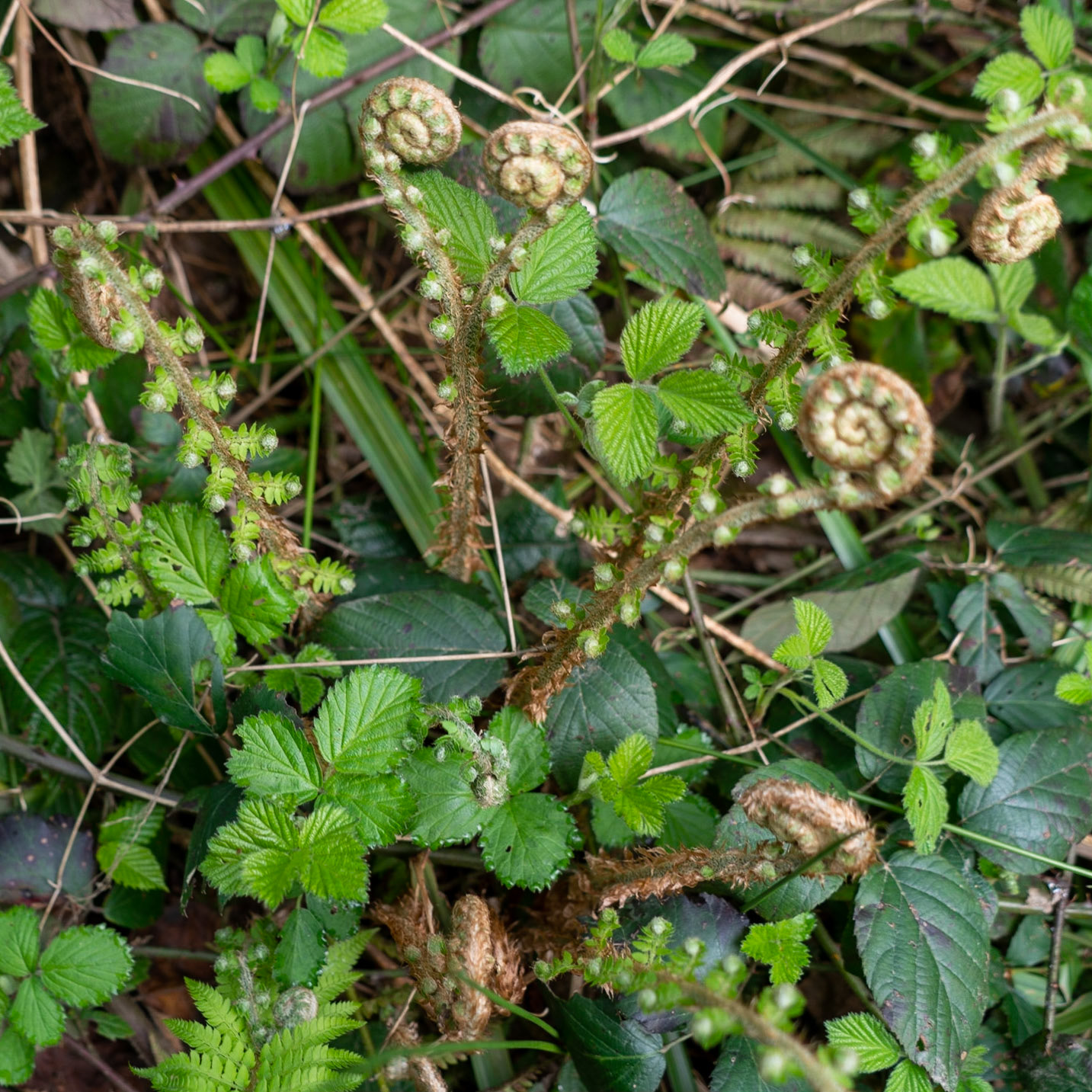 between Alemdaǧ and Reşadiye: young bracken