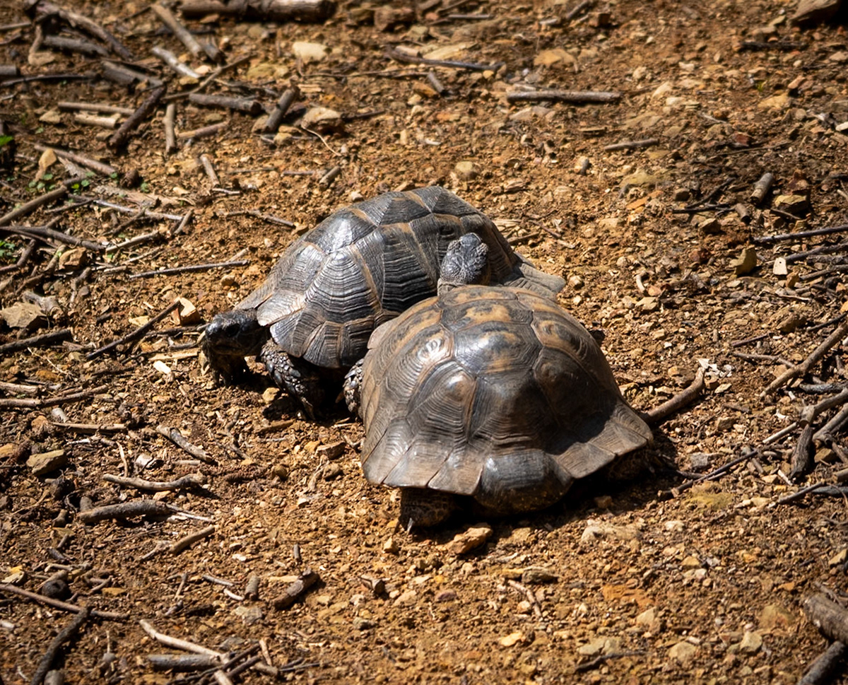 Akbaba northern forest: tortoises on a date
