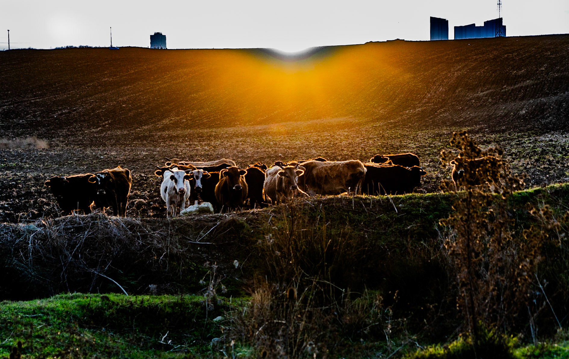 Küçükçekmece northwestern marsh: sunset over a small herd of cows watching us warily