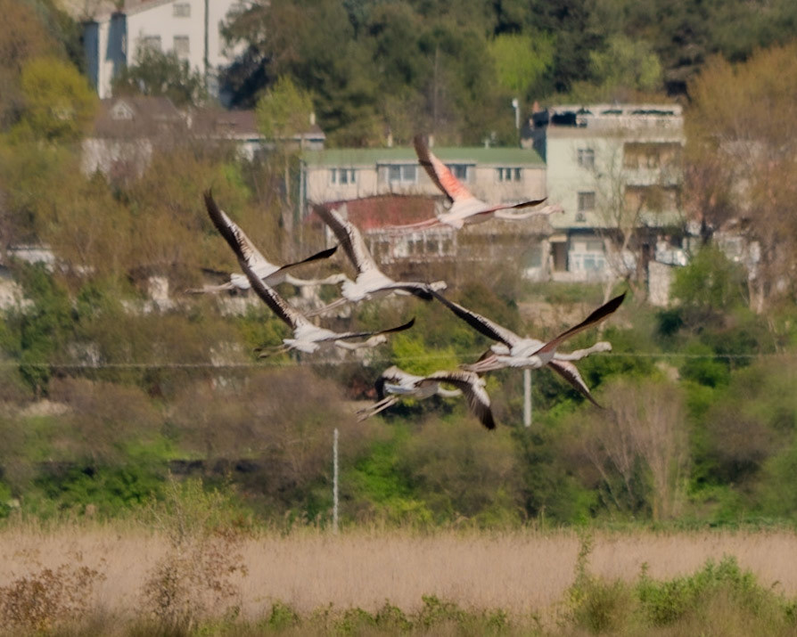Küçükçekmece NW marsh: flamingos in flight