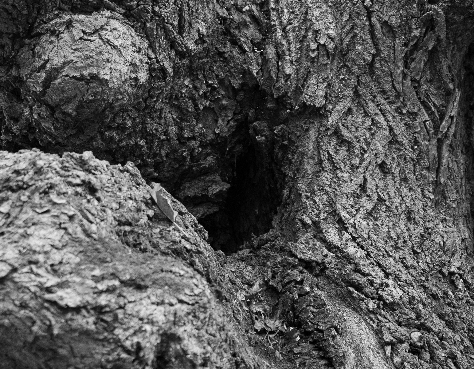 Alibahadır western forest stream valley: ancient tree