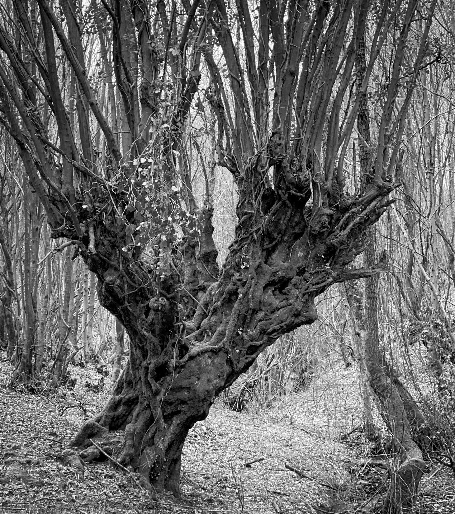 Kozu Deresi valleys: old tree