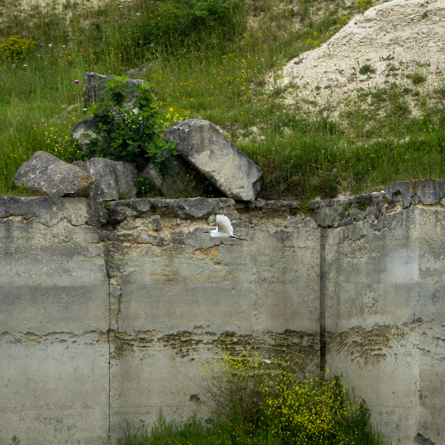 Filiboz Ottoman quarry: a little egret (Egretta garzetta) – Filiboz Osmanlı taş ocağı: Küçük ak balıkçıl (Egretta garzetta)