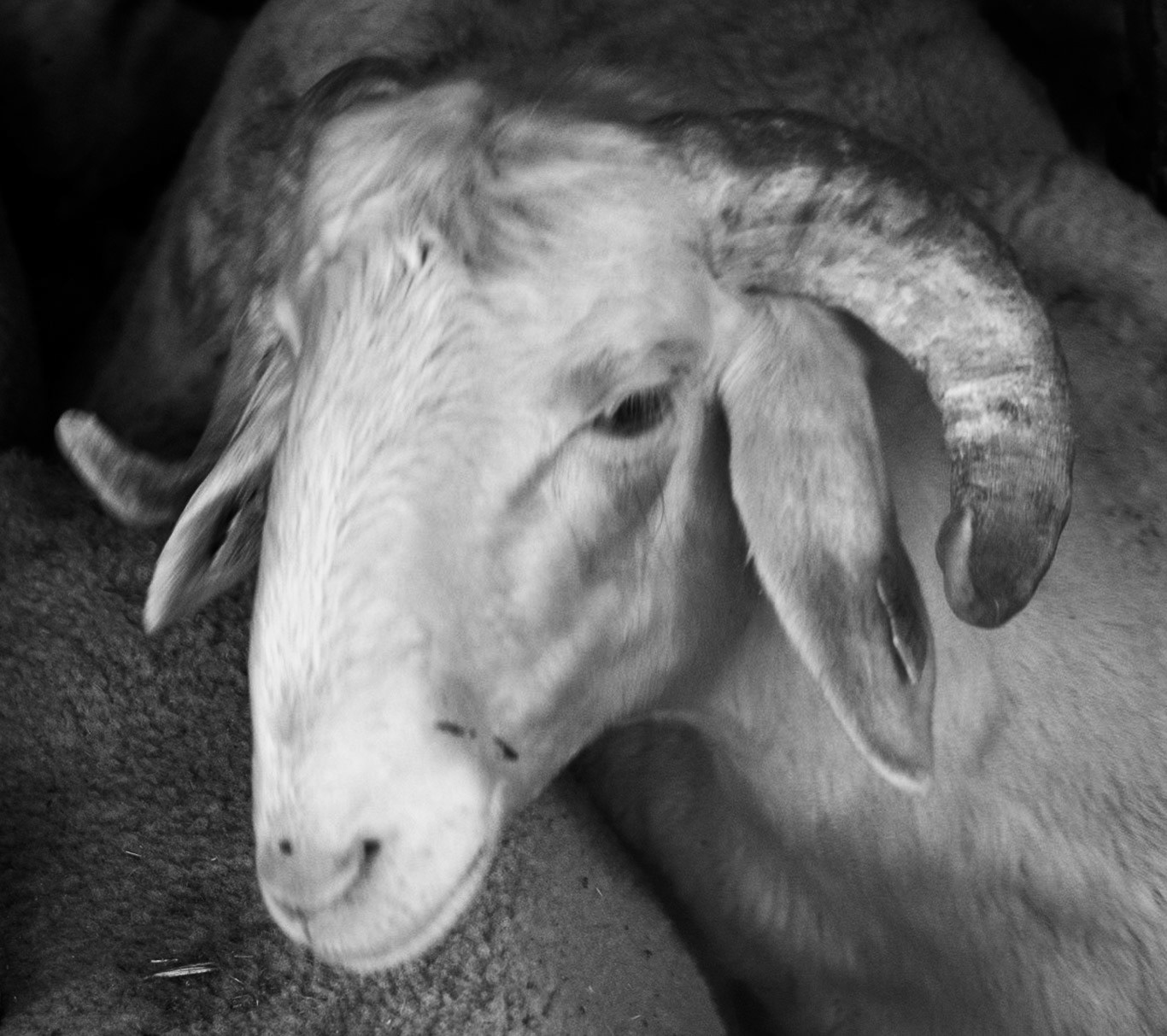Altınşehir: sheep to be slaughtered at Kurban