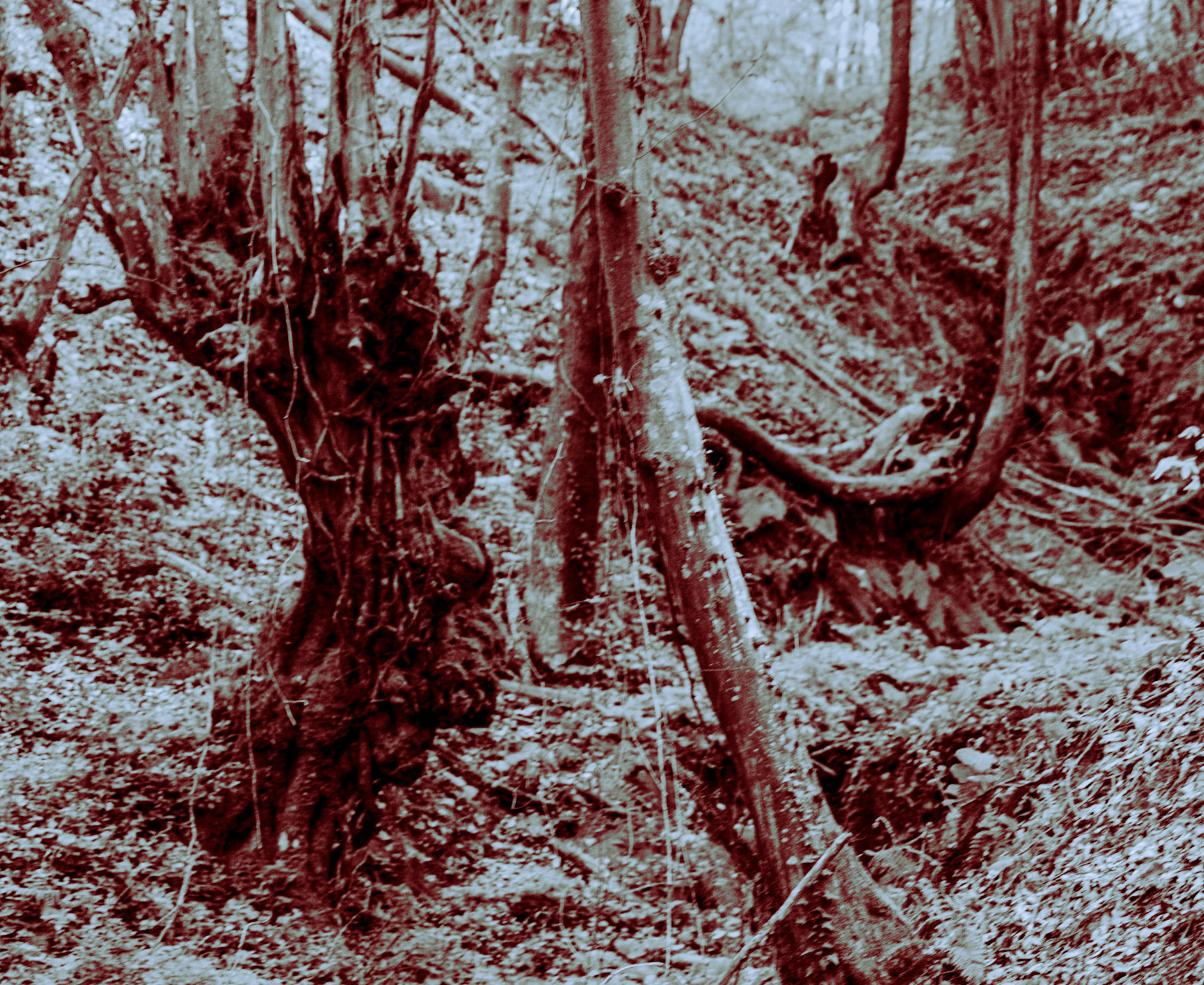 Polonezköy northern forest: blurry view