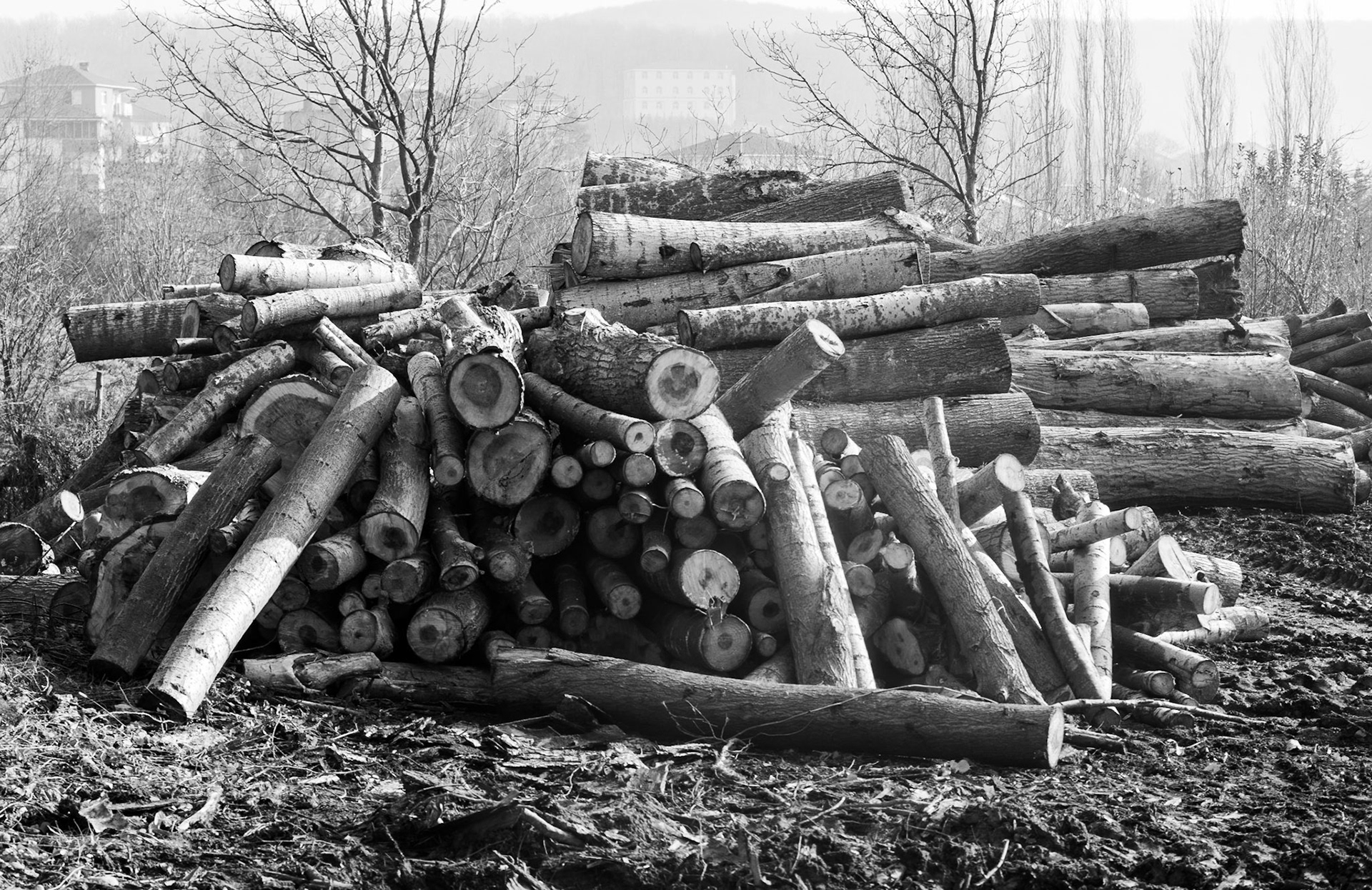 İshaklı: woodpile