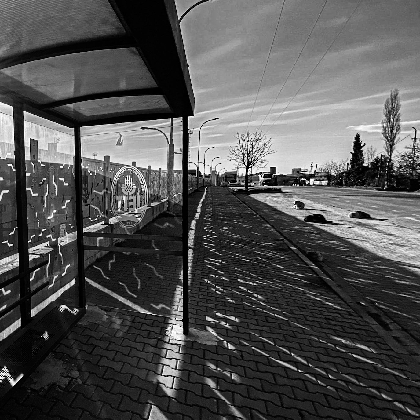 upper Şamlar bus stop: starting point (note the 3 dogs sleeping in the road; sunshine more important than safety)