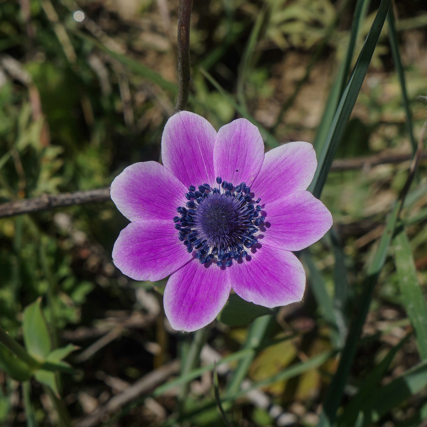 Küçükçekmece western lakeside: pink flower (poppy anemone / taçlı anemon)