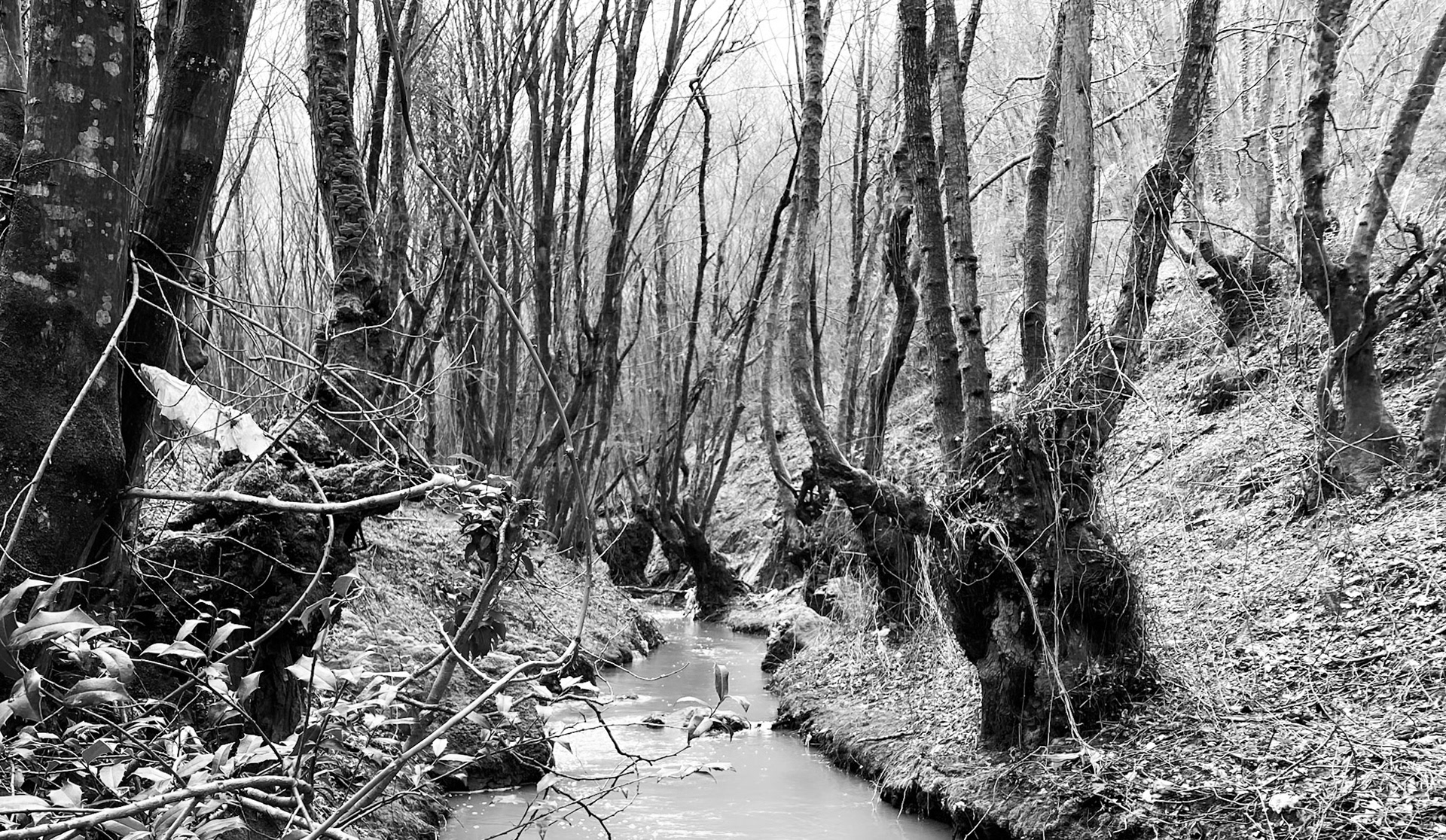 Kozu Deresi valleys: stream and old trees