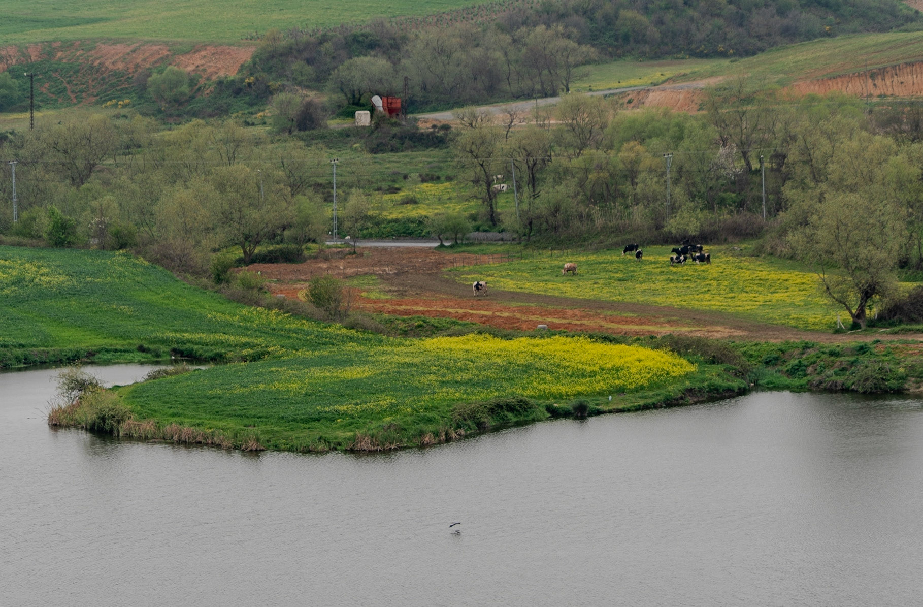 Yeniköy: the big pond - cows grazing