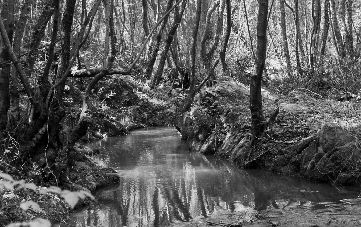 Polonezköy SW forest: wide stream