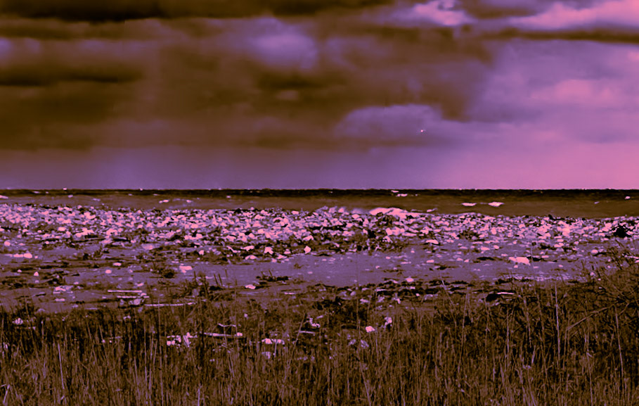 Black Sea coast east of Yeniköy: tons of flotsam