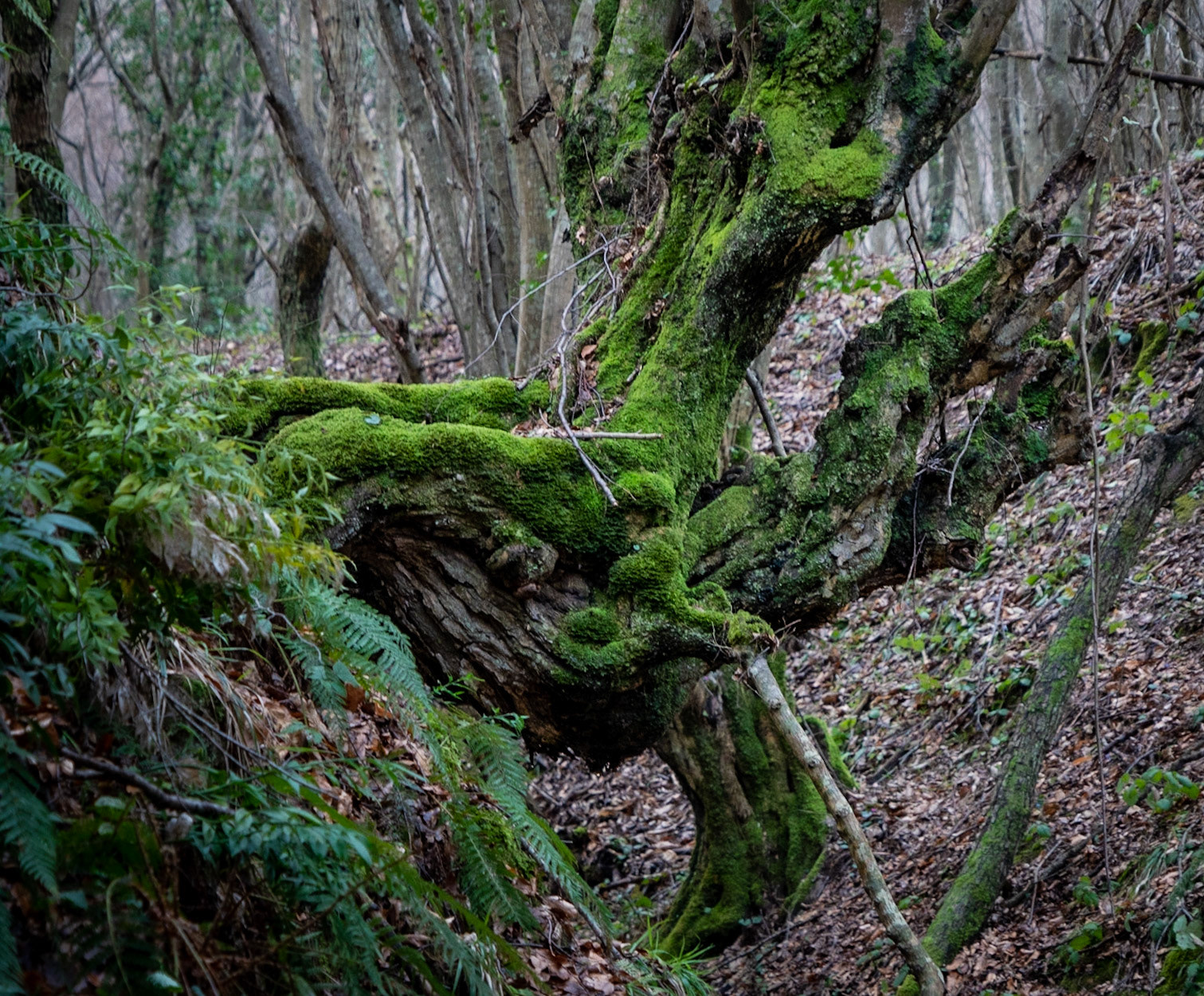 Kozu Deresi valleys: mossy old tree