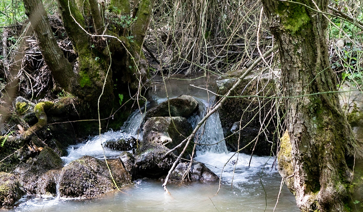 Polonezköy SW forest: wide stream