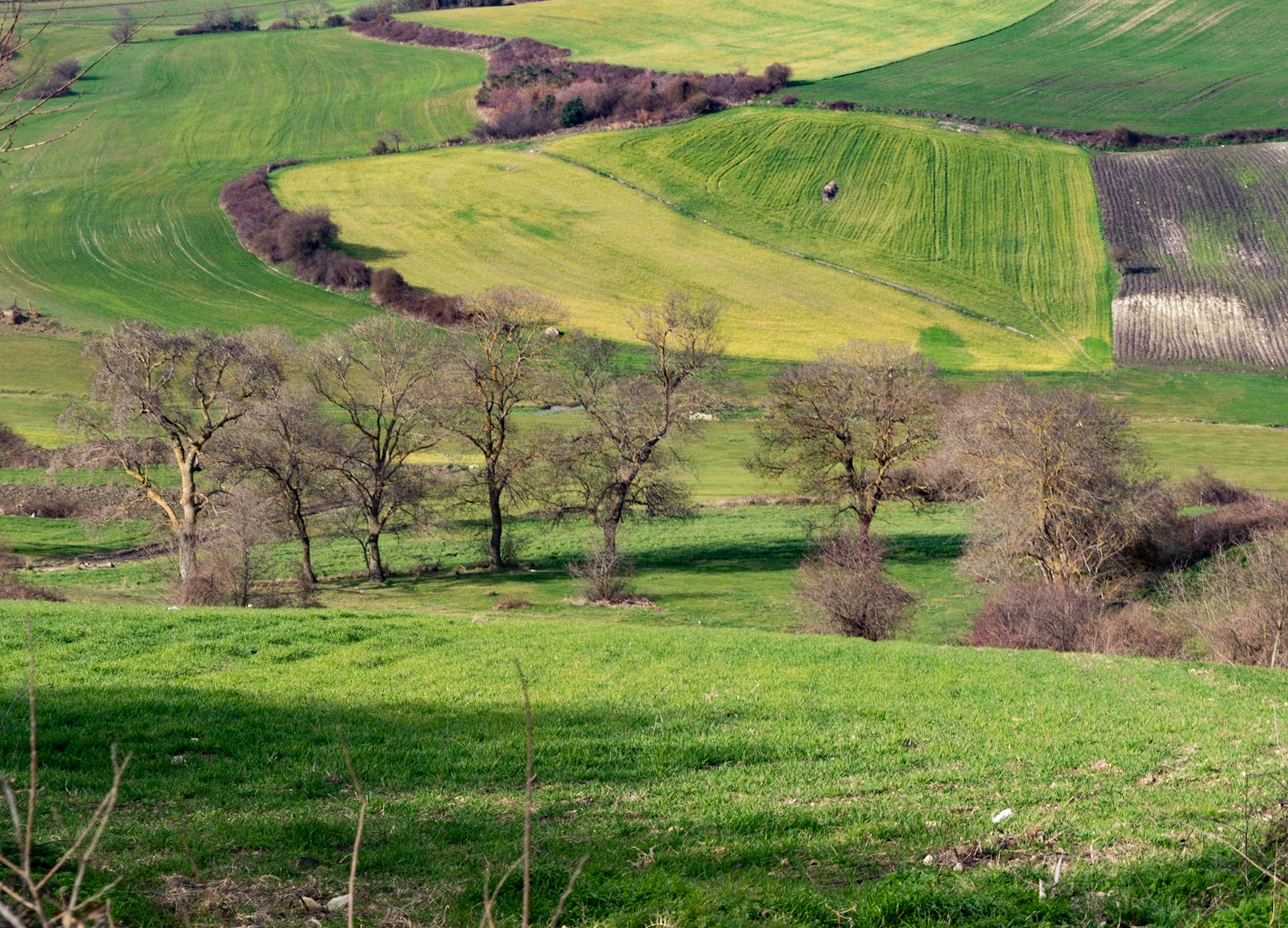 between Germe and Baklalı: winter trees &amp; fields
