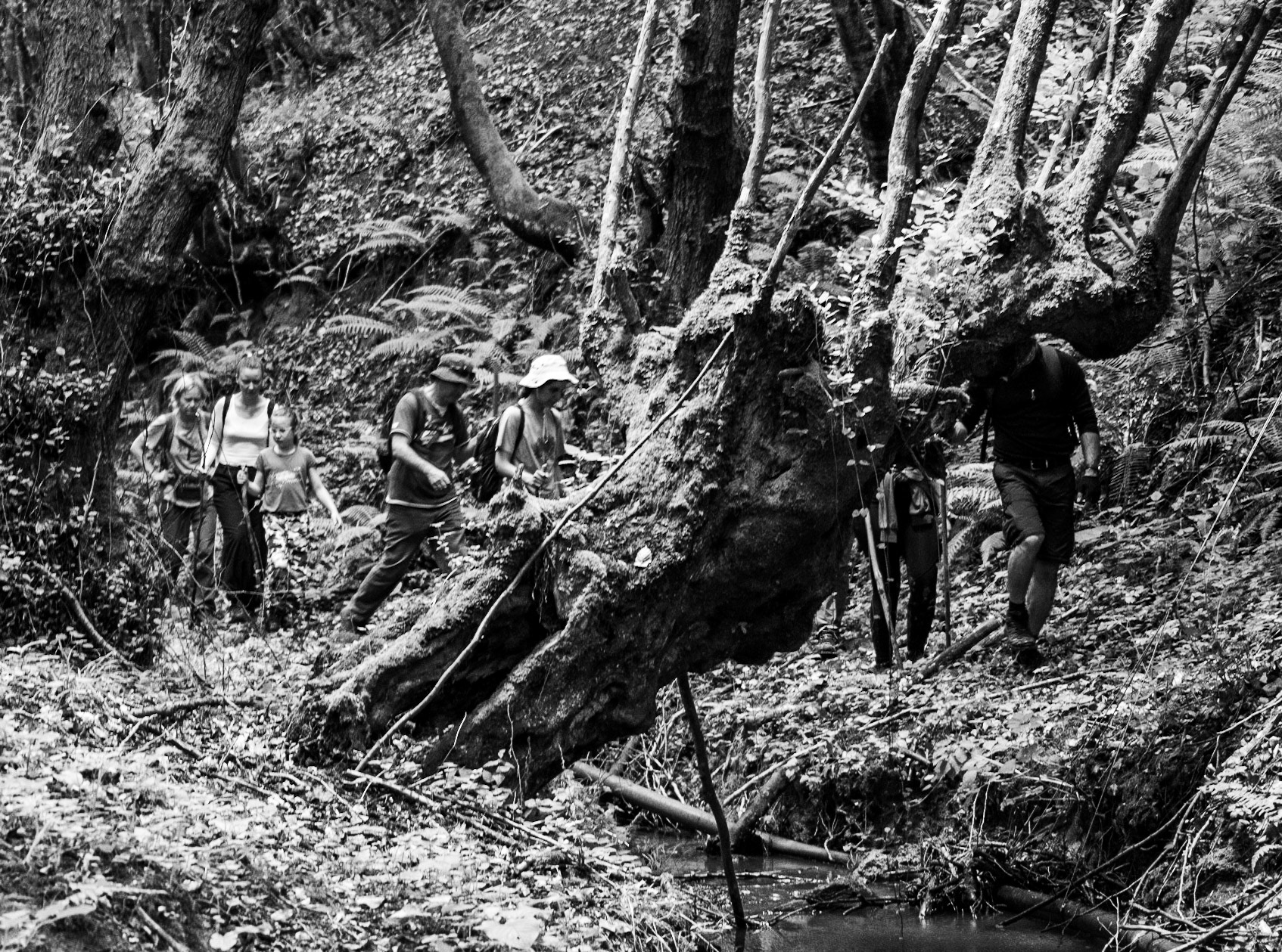 Zerzevatçı streamwalk: venerable tree and hikers