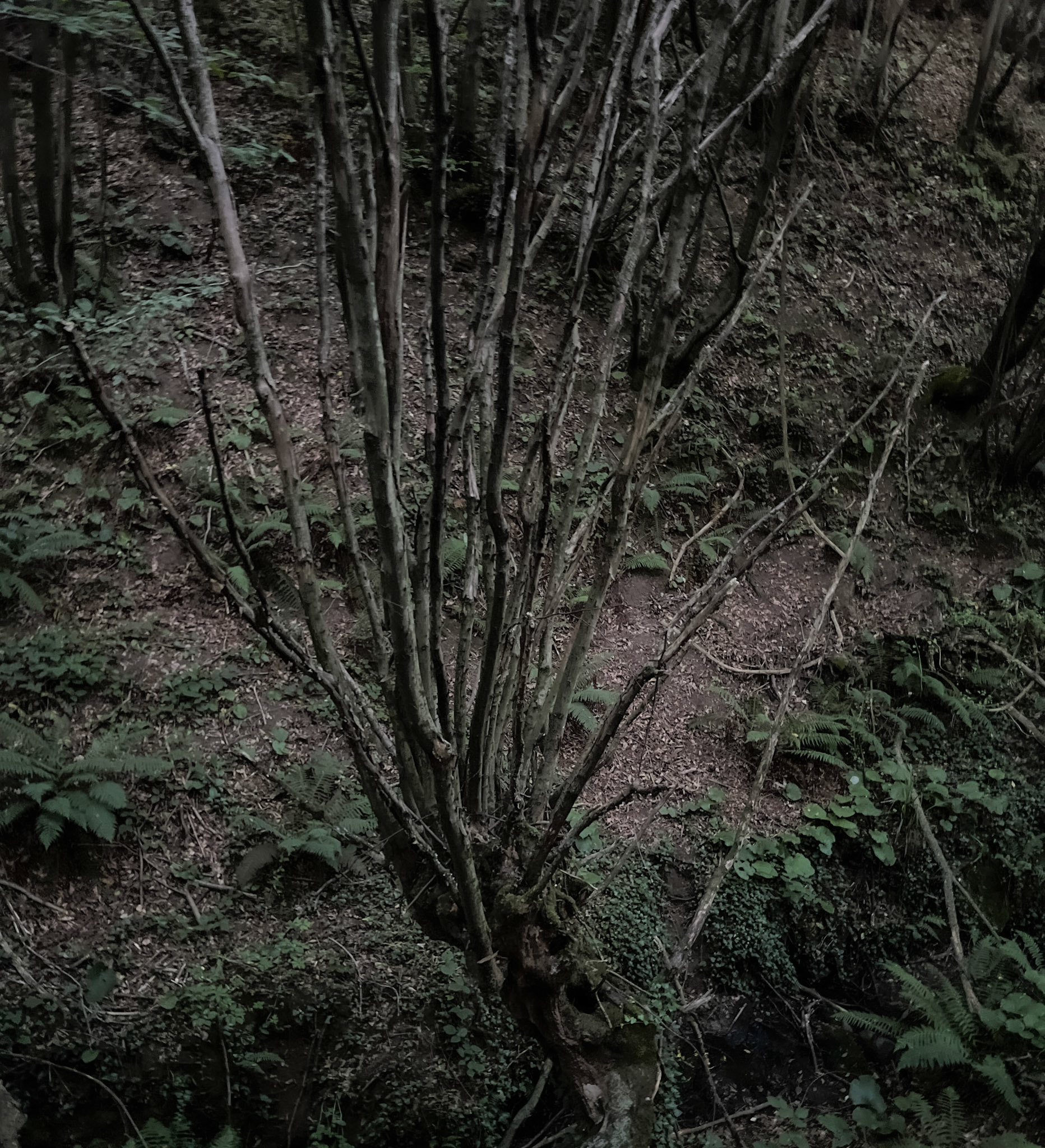 Kozlu stream: older tree