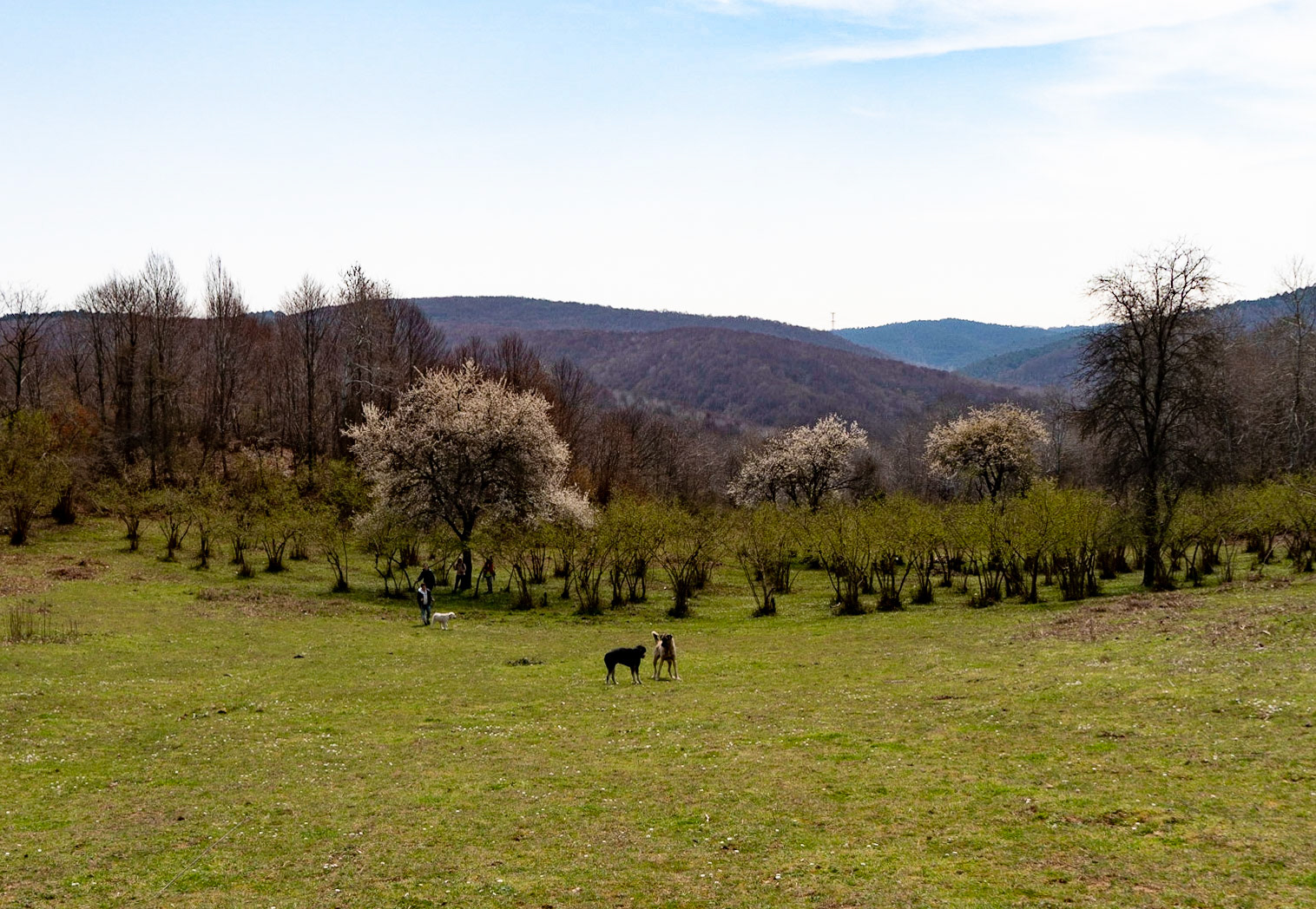 Mahmut Şevket Paşa's hills: a pasture and orchard