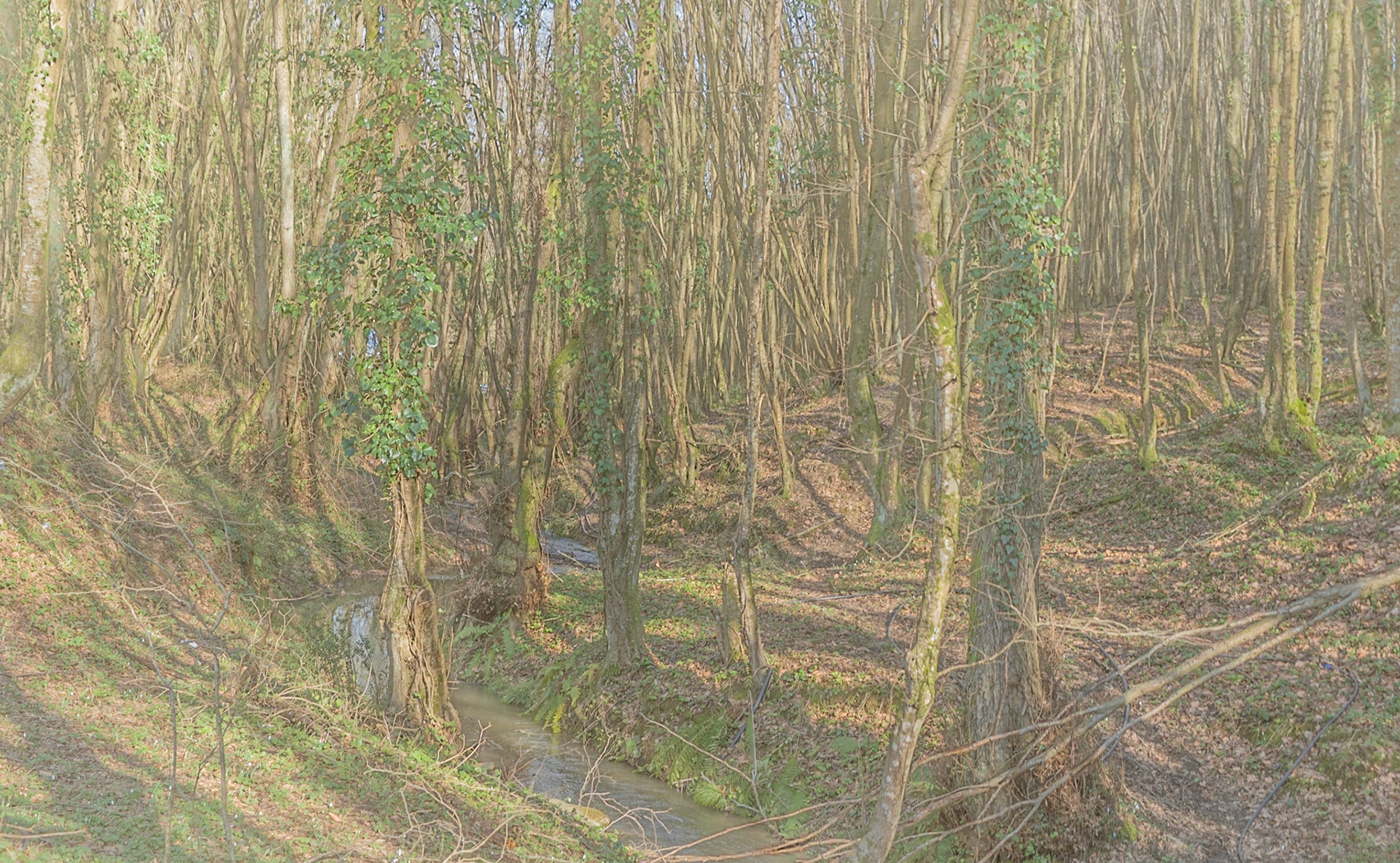 between Cumhuriyet and Polonezköy: winter forest