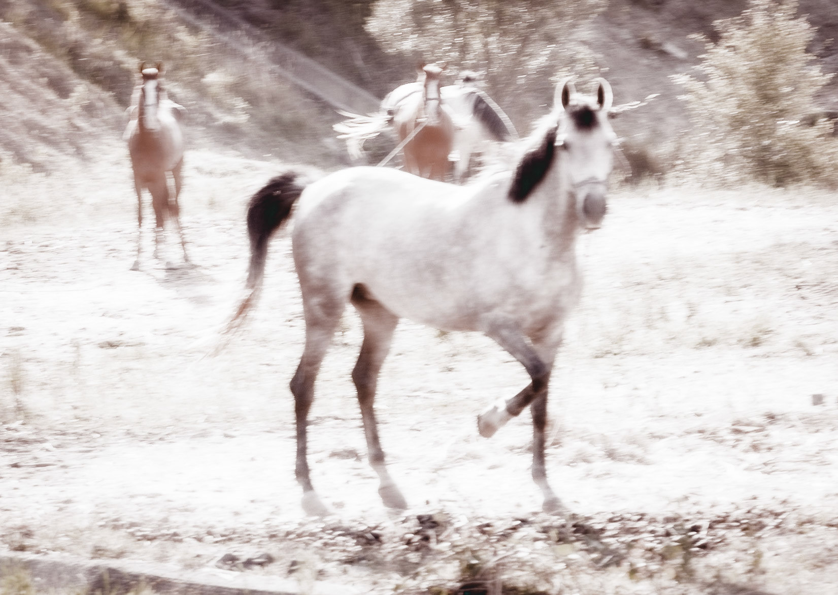 Ömerliköy watermain route: horses intended for Büyükada