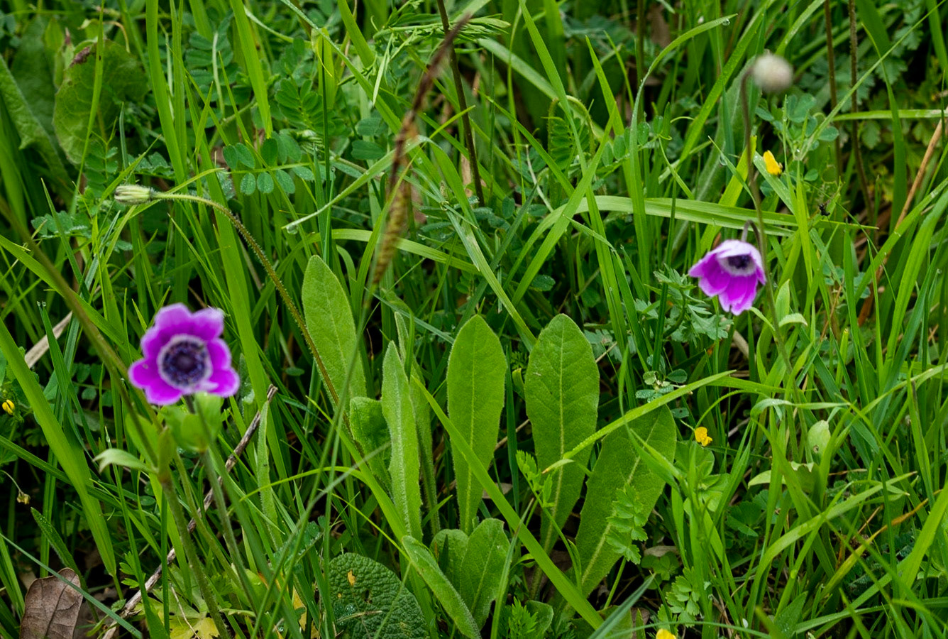 between Bozhane and Kılıçlı Köyü: purple flowers (what are they?)