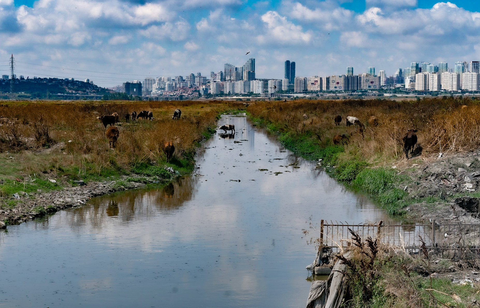 between Istanbul University's veterinary farm and the agricultural faculty: cows in and around the Hadımdere with Bahçeşehir in the background