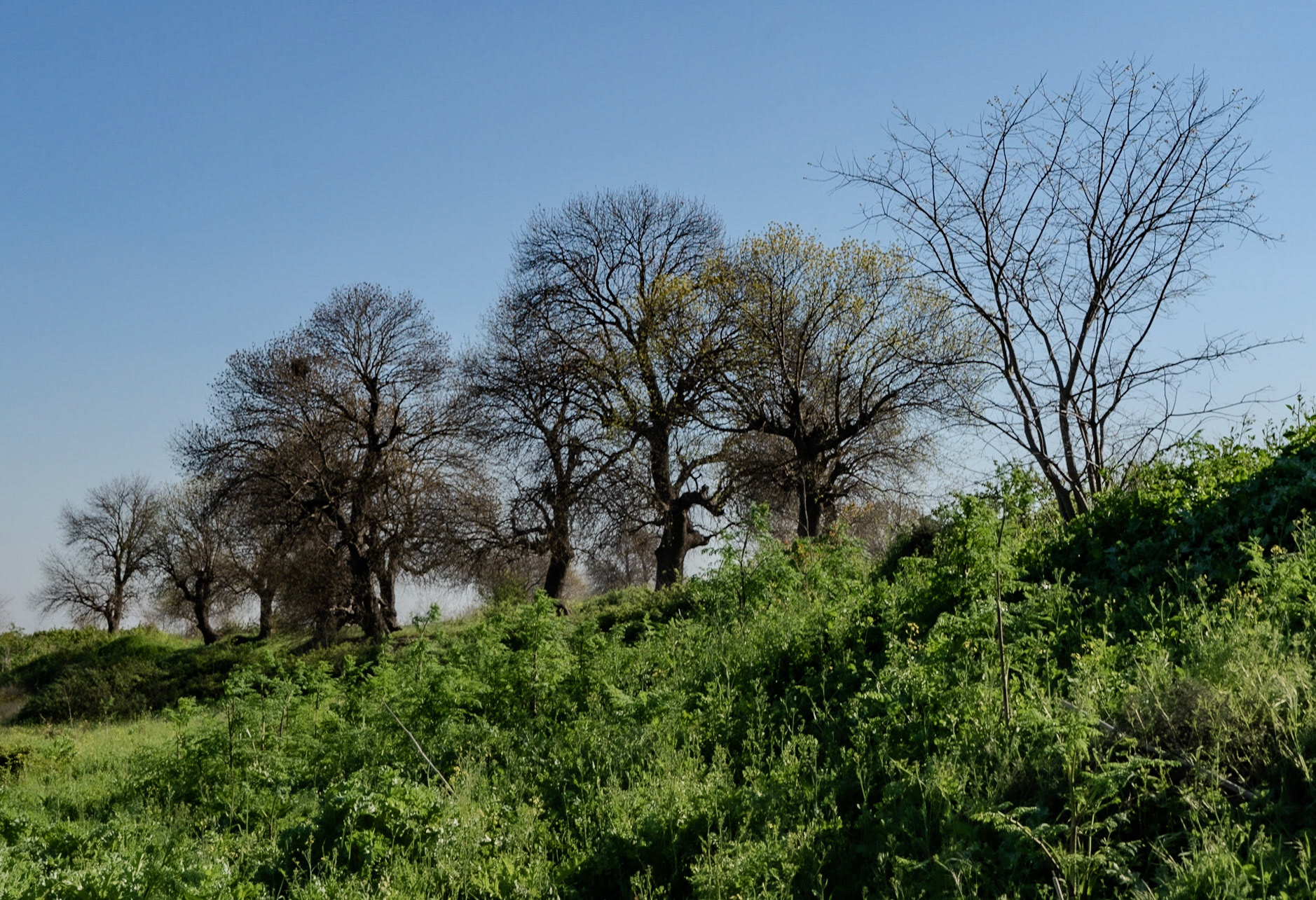 Schiza: old oaks