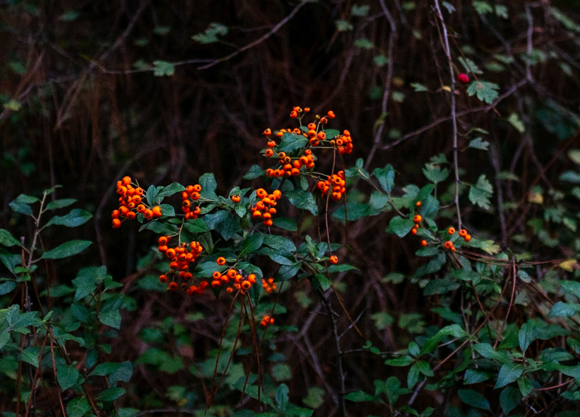 between Kurna and Karatay: orange-red berries (what of?)