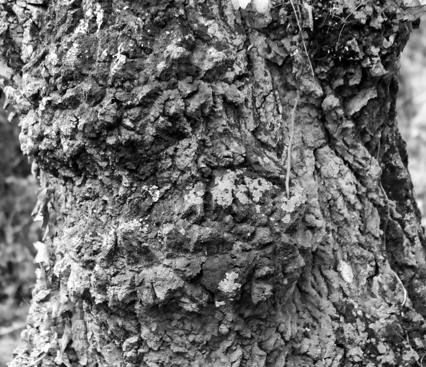 Bathonea old lakeside woodland: old tree