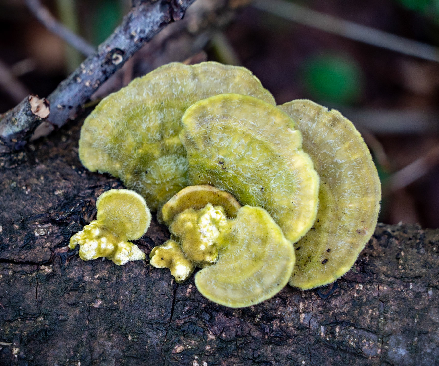 Kozu Deresi valleys: lime-yelow wood fungus