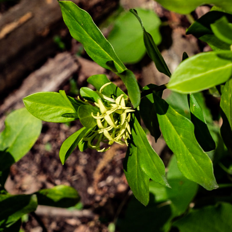 Polonezköy SW forest: yellow shrub flower (what?)