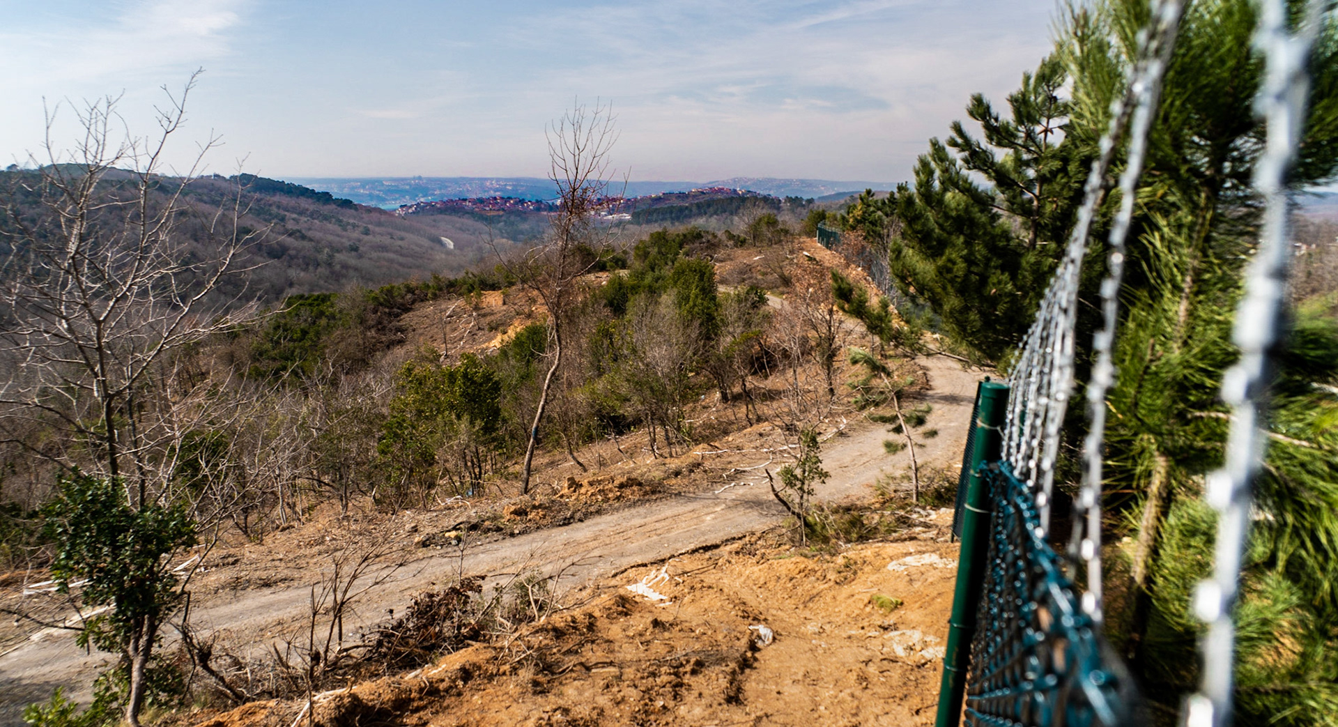 Kirazlı woods: recently demarcated and partly-cleared land