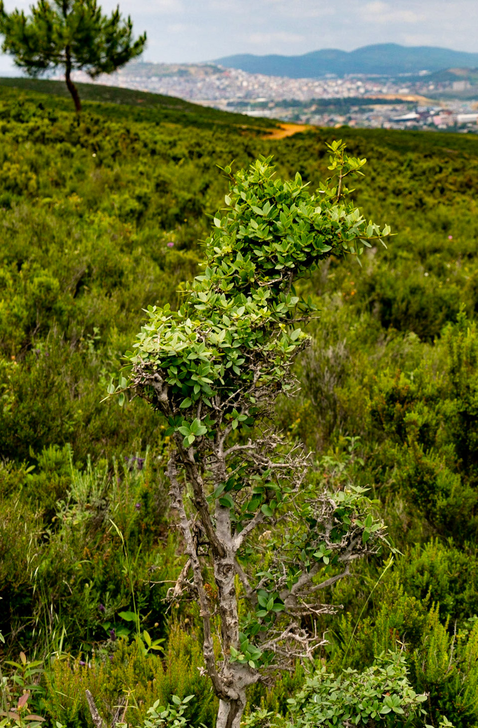 Adadaǧ hills: shrub