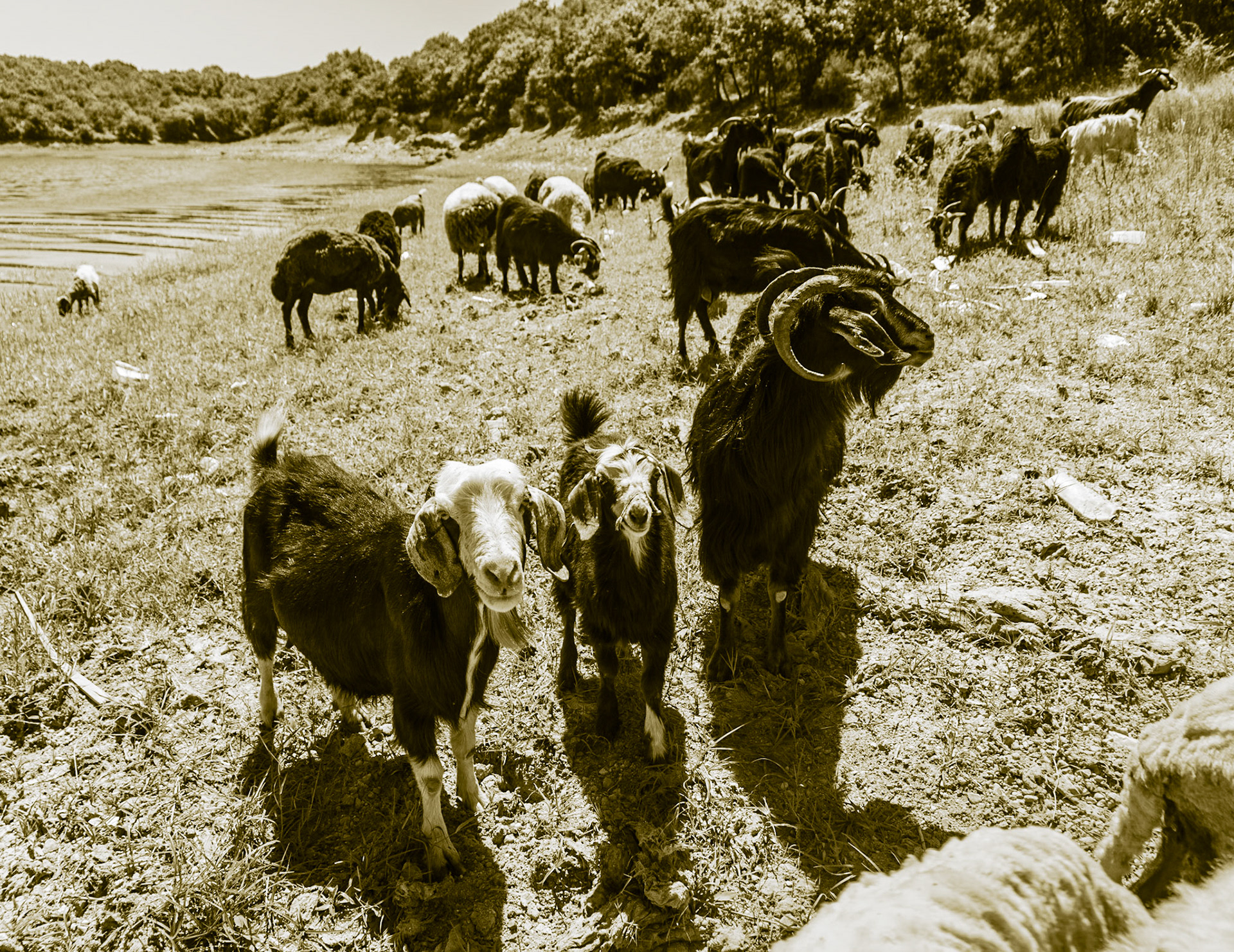Ömerli shoreline walk: goats