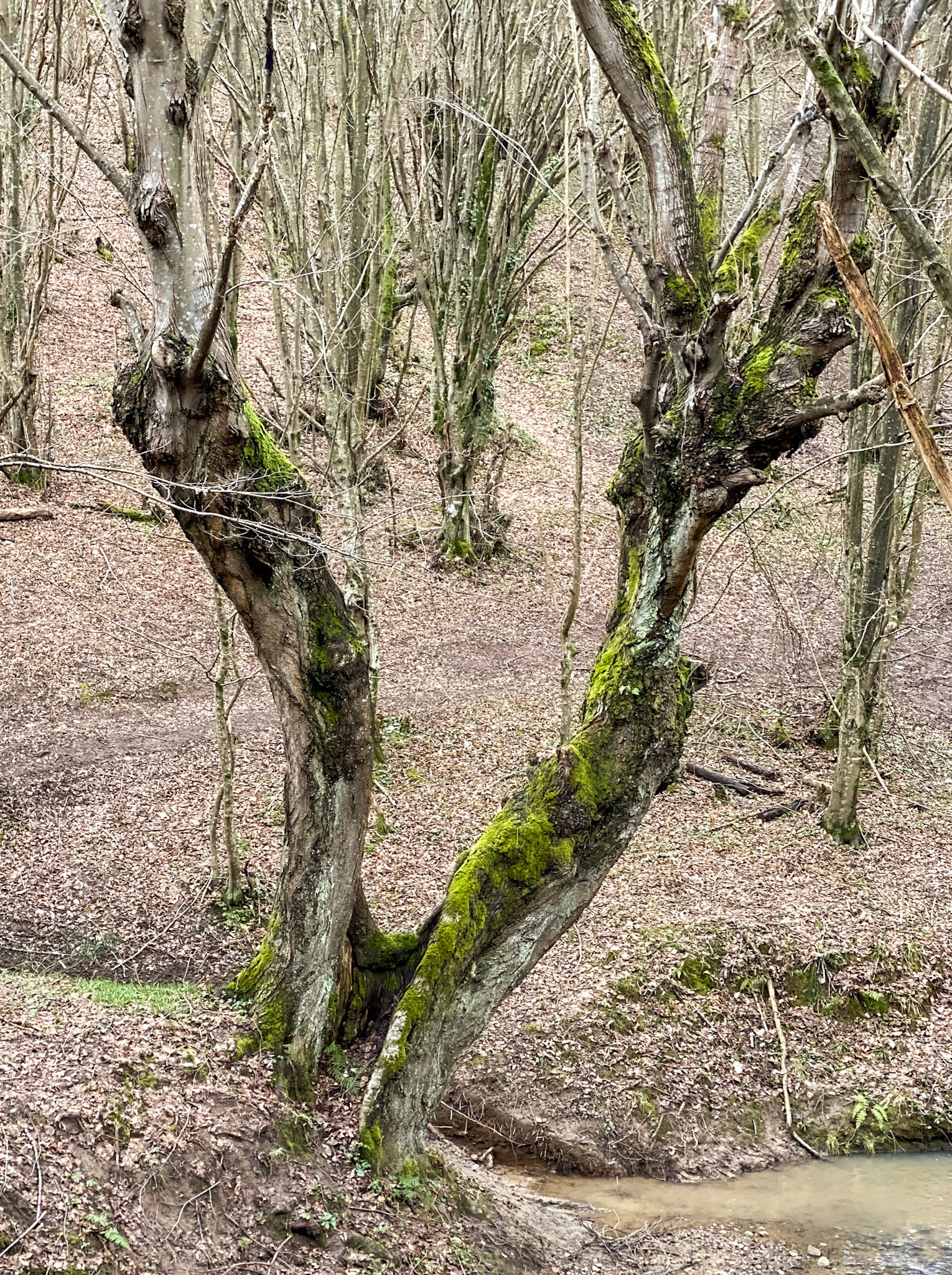 Kozu Deresi valleys: stream and old tree