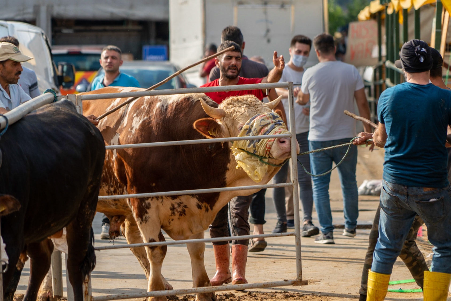 Alibeyköy Kurban Satış ve Kesim Alanı: bull being pulled into death row