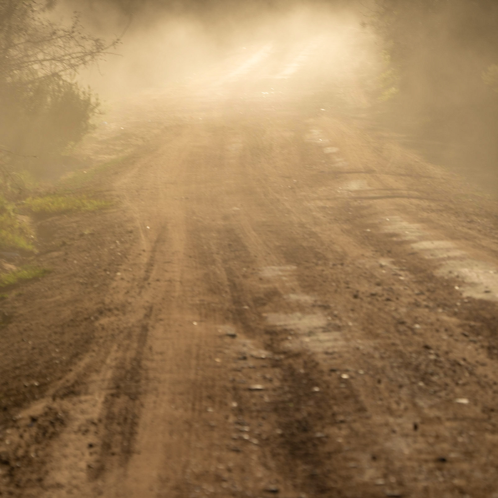 Kurna forest: dusty track