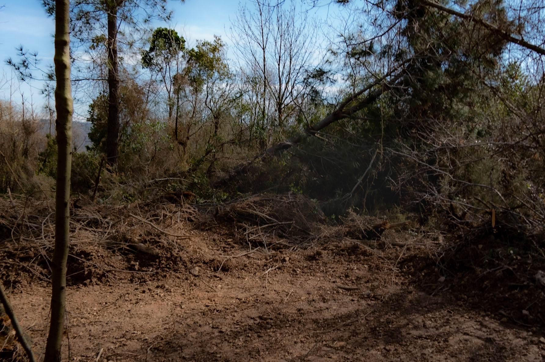 Kaymakdonduran woods: recently demarcated and cleared land