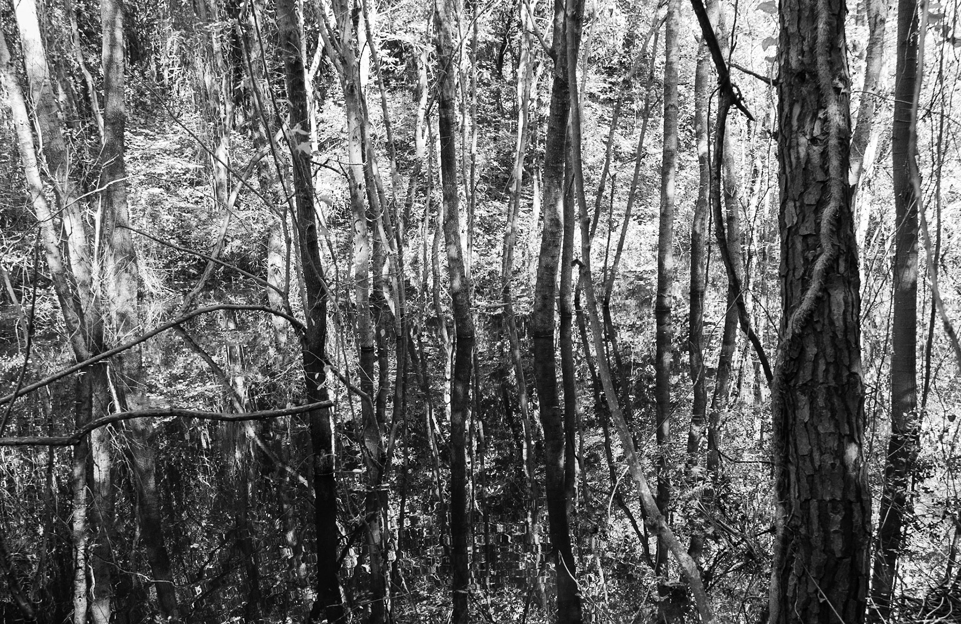 İmrahor swamp: trees &amp; reflections
