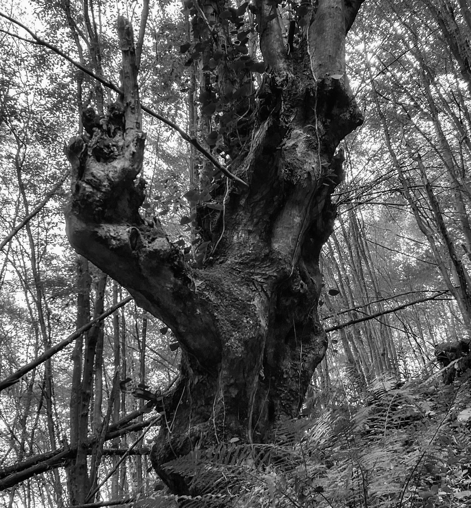 Zerzevat east streamwalk: old tree