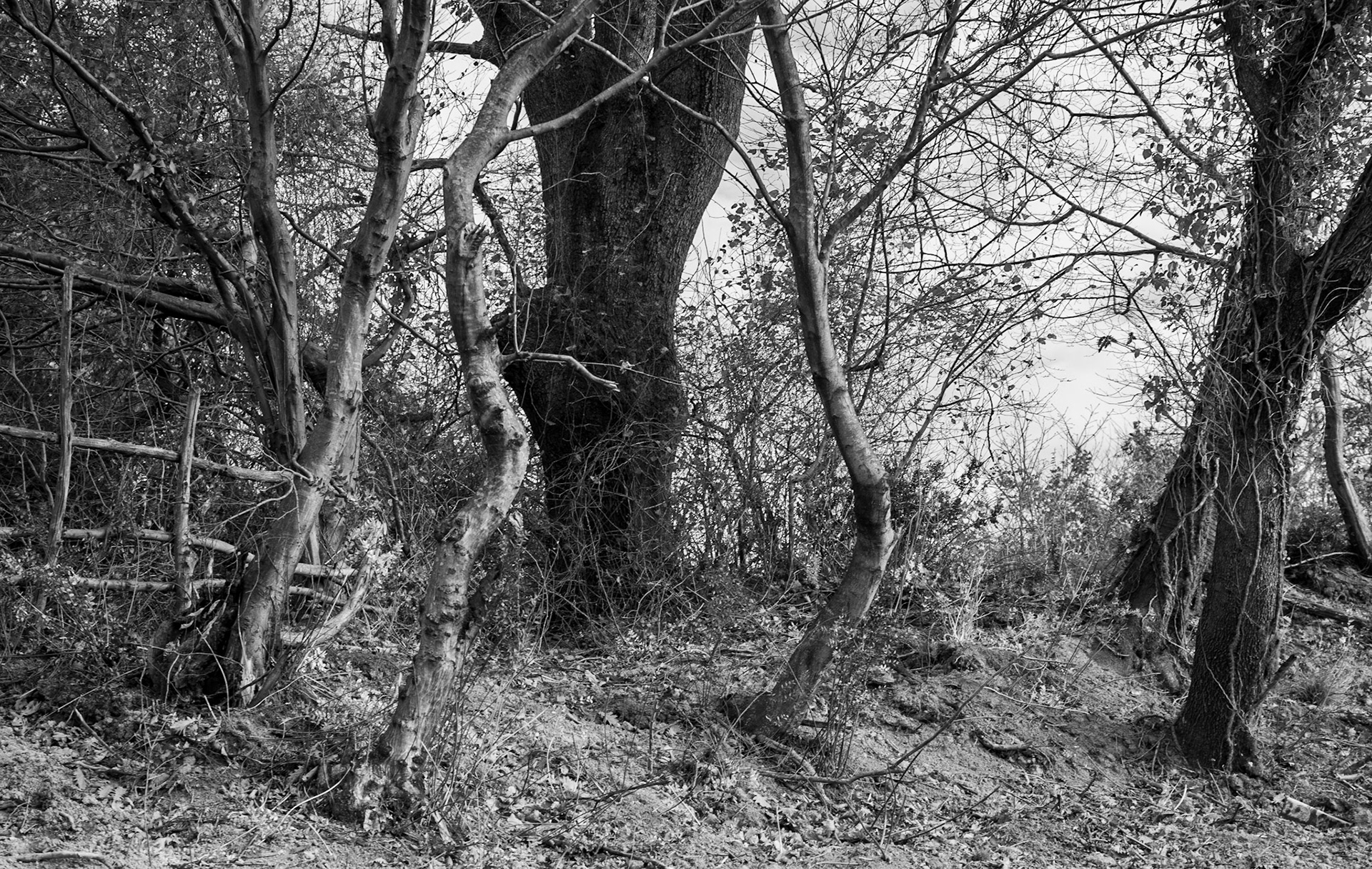 Bozhane S hill: fence and trees